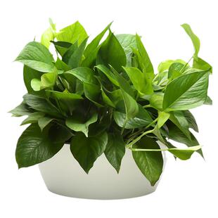 绿萝植物盆栽室内净化空气水培植物常绿叶绿植花卉办公室盆栽绿箩