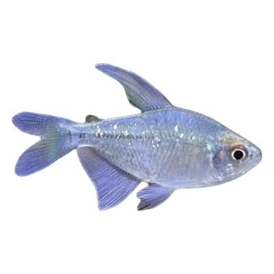 南美钻石灯鱼闪光直线脂鲤