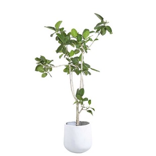 高山榕盆栽造型孟加拉榕绿植大型室内客厅好养植物橡皮树办公室花