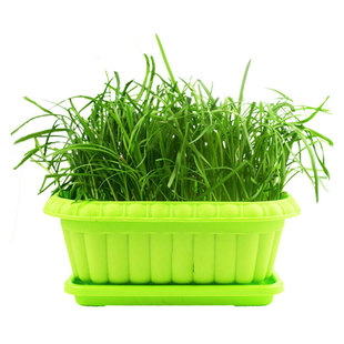 韭菜种子种籽子苗菲菜红根四季根苗紫根菜籽蔬菜孑籽种小叶宽叶根