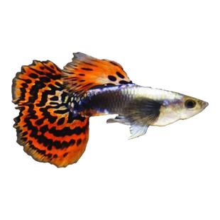 孔雀鱼公鱼纯种胎生鱼热带鱼繁殖种公鱼凤尾鱼观赏鱼下崽狂魔鱼