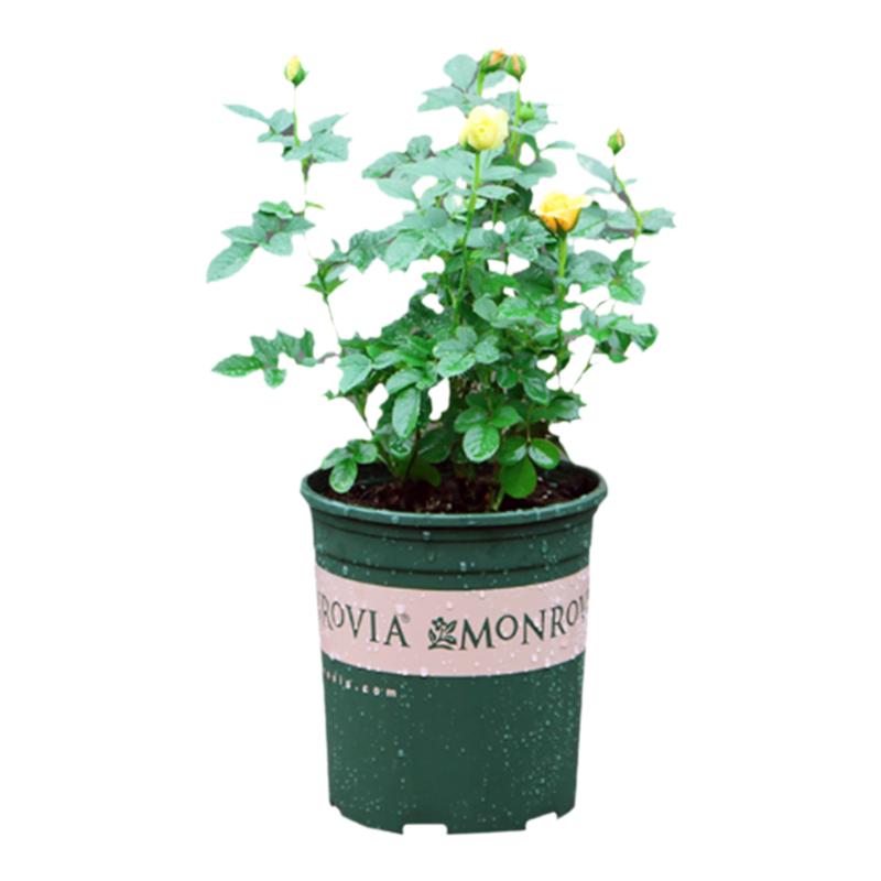 欧洲月季进口玫瑰花苗盆栽 香水玫瑰 月季花盆栽 钻石玫瑰四季