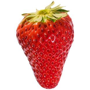 现摘红颜奶油99牛奶草莓礼盒孕妇整箱大草莓应季当季整箱顺丰包邮