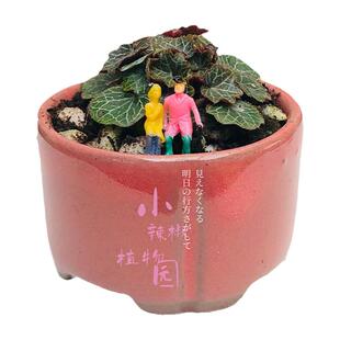 正宗微型迷你姬虎耳小绿植姬雪之下耐阴室内办公室桌面茶台山野草