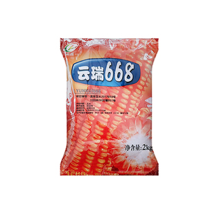 正宗云川玉米种子云瑞668杂交玉米种适应1000-2000中高海拔区域种