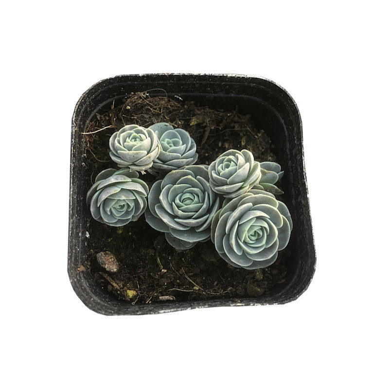子持莲华多肉植物桌面盆栽易爆盆多侧芽景天科迷你奇趣萌物包邮