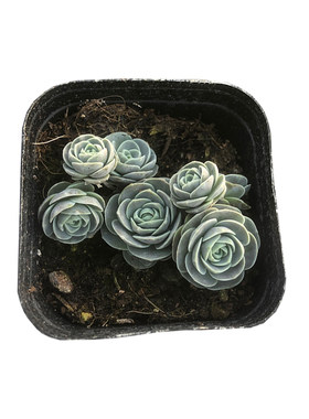 子持莲华多肉植物好养易爆盆