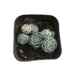 子持莲华多肉植物桌面盆栽易爆盆多侧芽景天科迷你奇趣萌物包邮