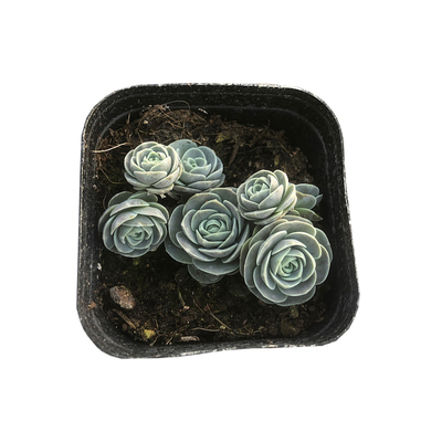 子持莲华多肉植物好养易爆盆