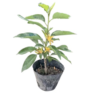 庭院绿植白兰花树苗玉兰花黄兰树苗黄桷兰黄兰花观花植物盆栽植物