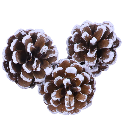 包邮天然果实松果幼儿园环创材料包拍摄道具手工diy天然干果套装