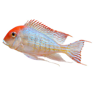 南美食土鲷红珍珠关刀黄腹月亮宝石关刀斯维尼关刀鱼龙缸配鱼