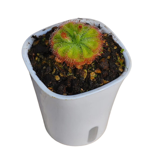 锦地罗茅膏菜红食虫植物盆栽小虫草堂蝇草室内客厅植株种子去甲醛