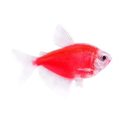 大号天使观赏鱼群游小型热带鱼