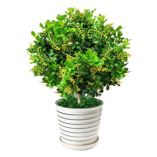 香水米兰花盆栽带花绿植驱蚊植物花卉卧室内四季开老桩茉莉花树苗