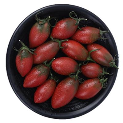 紫子弹头小番茄3-5斤顺丰包邮