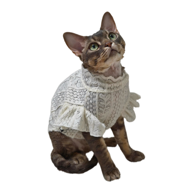 初夏德文卷毛猫衣服蕾丝打底衫