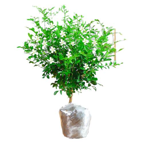 九里香精品开老桩树苗水培花卉盆栽绿植七里香室内植物千里香四季