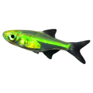 观赏鱼灯科鱼小型鱼水晶灯绿晶灯鱼活体热带鱼包活荧光鱼好看