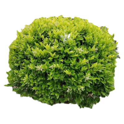 红花继木球叶石楠树苗冬青黄