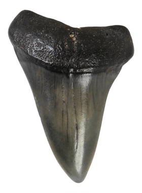 史前巨齿鲨大牙鲨牙天然牙齿DIY吊坠千万年原牙真牙齿 猎陨藏星