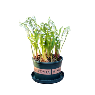 铃兰花苗带花芽根盆栽多年生植物种球耐寒室内室外花卉绿植郁金香