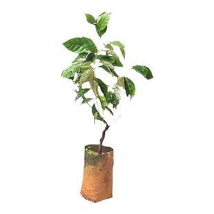 广西羊奶果树苗特大果形嫁接德甜二号胡颓子羊奶果盆地栽当年结果