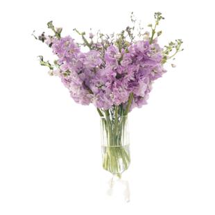 紫罗兰鲜花 云南直发鲜花清香好闻店内2扎顺丰空运包邮