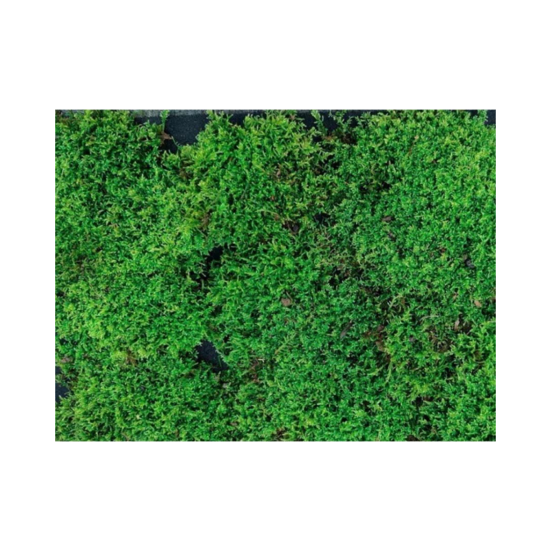水陆缸雨林造景铺面植物苔藓微景观盆景大灰藓纱布藓鲜活青苔包邮
