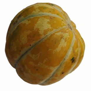 黄皮面瓜种子香瓜南瓜早熟糯粉干面红壤水分少春秋季家庭蔬菜种子