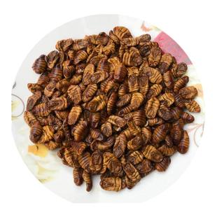 小蚕蛹5斤装山东蚕蛹桑蚕蛹湿蛹子黄金蛹农家小蚕蛹油炸蚕蛹食用
