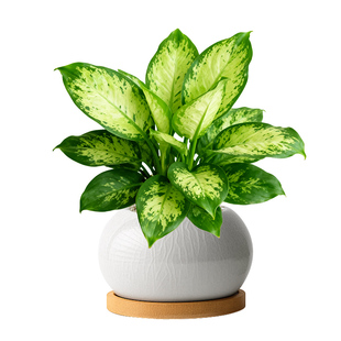 玛丽安盆栽万年青绿植大颗植物花卉室内客厅桌面净化空气四季好养