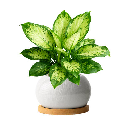 玛丽安盆栽万年青绿植大颗好养