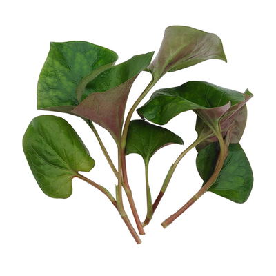 四川折耳根新鲜鱼腥草带叶子嫩叶嫩芽嫩根凉拌节耳根现挖当季蔬菜