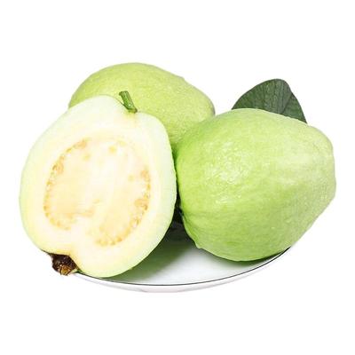 包邮当天现摘3-5斤新鲜南沙番石榴果白心芭乐水果珍珠果