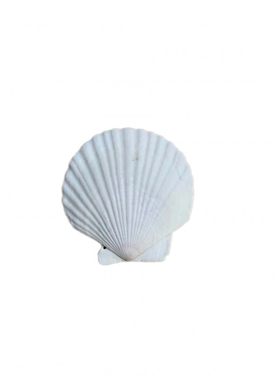 蒜蓉粉丝夏威夷大托盘包邮贝壳