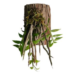 天宫石斛种苗庭院窗阳台花墙绿植物盆栽天弓瀑布蔸唇吊兰已带花芽