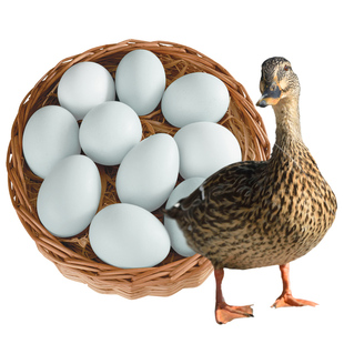 精选新鲜土鸭蛋30个枚顺丰青壳生鸭蛋大正宗农家散养绿壳鸭子蛋