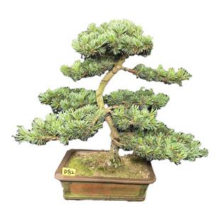 五针松盆景一图一拍阳台庭院客厅造型盆栽老桩迎客松老桩四季绿植