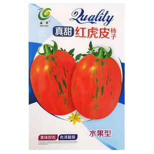虎皮番茄种子黄柿子花绣球虎皮西红柿种籽四季特色蔬菜水果孑苗