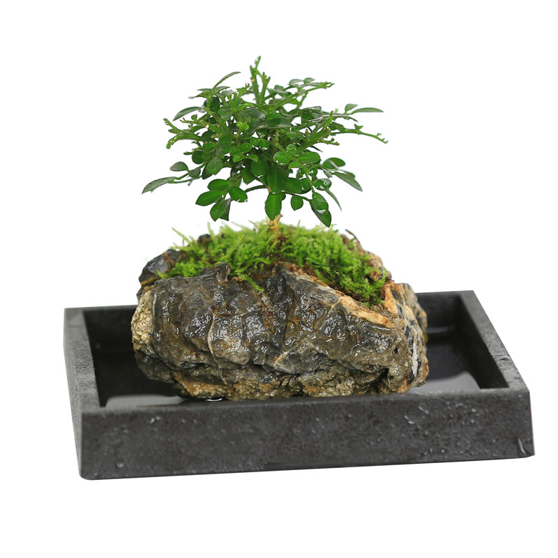 蕨类植物九里香摆放茶几吸水石盆栽罗汉松趣味桌面水培植物小盆景