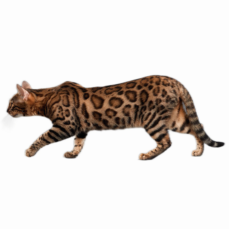 双血统纯种孟加拉豹猫幼猫黄金豹
