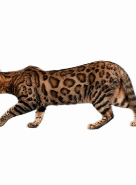 双血统纯种孟加拉豹猫幼猫黄金豹