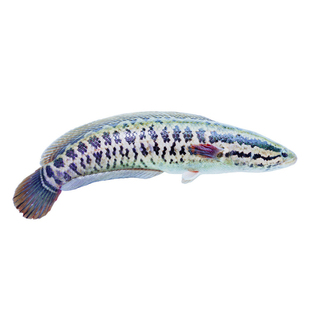 黑鱼苗淡水养殖活体乌鱼苗财鱼特大杂交生鱼苗凶猛路亚冷水观赏鱼