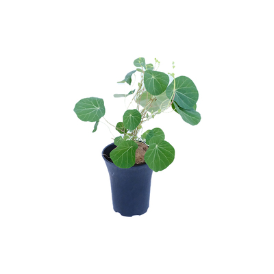 打孔机穿孔机电极单孔黄铜管