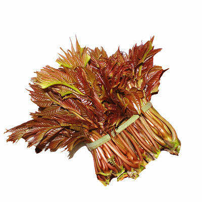 湖南邵阳现摘现发头茬红香椿芽