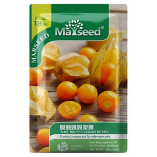 【掌柜推荐】稀有波兰传家宝Aunt Molly’s莫莉姨妈浆果种子籽孑