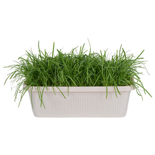 现挖小叶韭菜根红根苗紫根细叶宽叶香韭菜种子阳台盆栽四季籽种孑