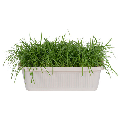 四季韭香味浓紫根阳台盆栽