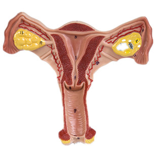 人体模型女性生殖子宫阴道卵巢子宫教学模具病理变化科普培训教具